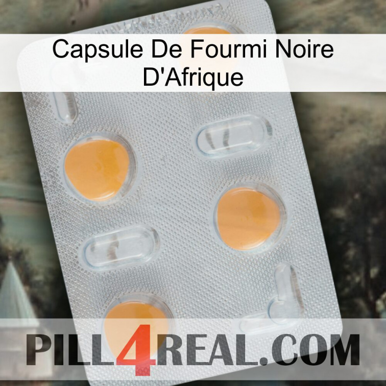 Africa Black Ant Capsule 24